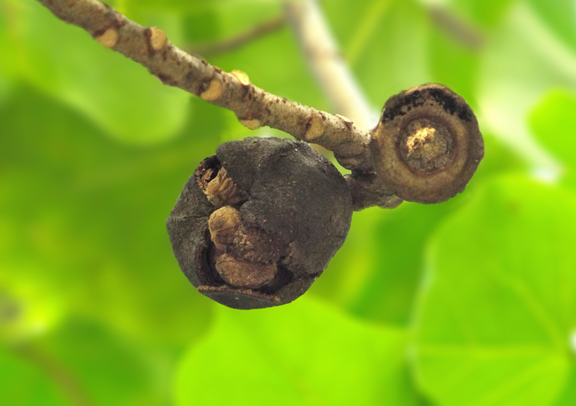Thespesia populnea eFlora of India